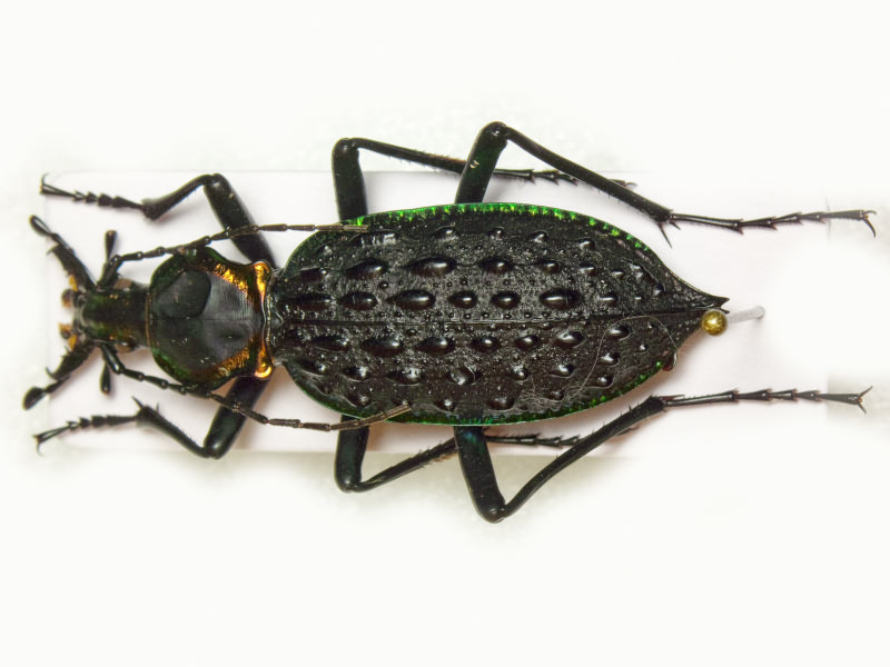 Carabus augustus Bates, 1888